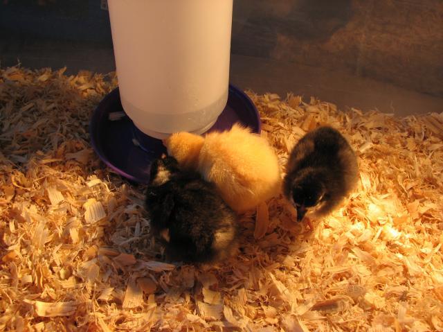 78457_chicks2-10-11_10.jpg