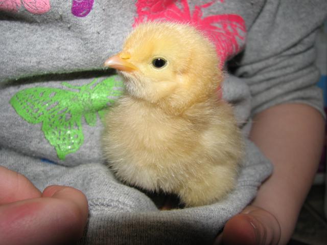 78457_chicks2-12-11_11.jpg
