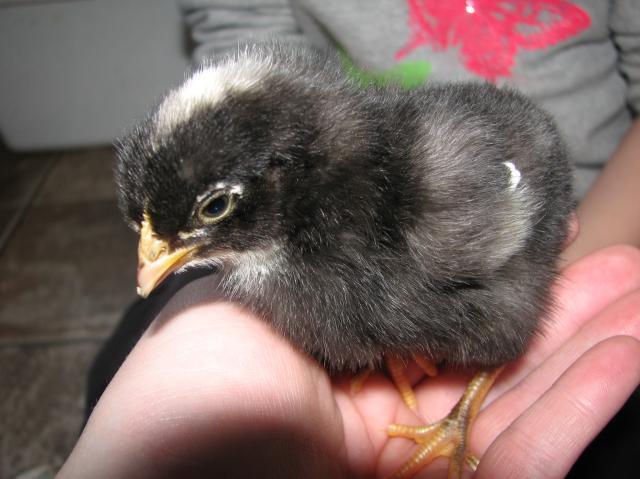 78457_chicks2-12-11_7.jpg