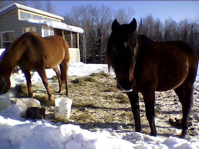 78476_darby_my_love.jpg