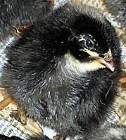 78490_hatching_egg_ad_photo6.jpeg