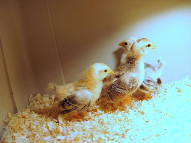 78534_chicks_x_3.jpeg