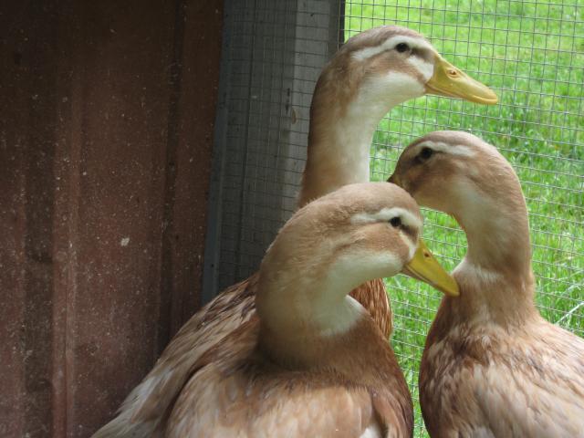 78534_saxony_ducks_2011.jpg