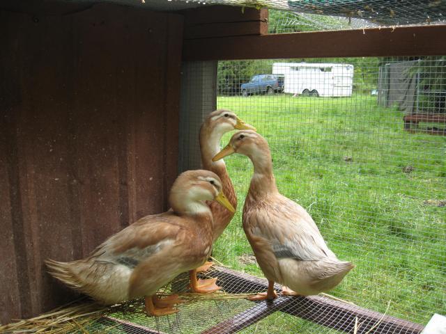 78534_saxony_ducks_2011a.jpg