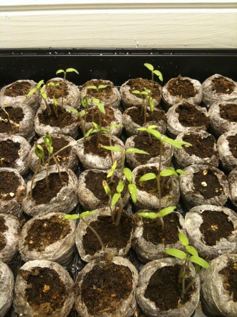 78558_tomato-feb15.jpg