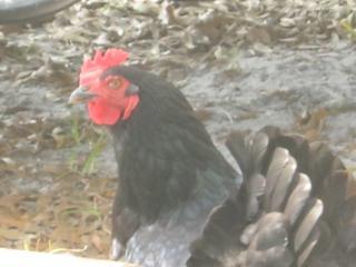 78621_henny_penny_001.jpg