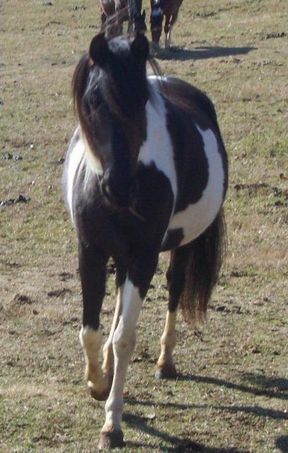 78755_calypsiacomingtosayhi.jpg