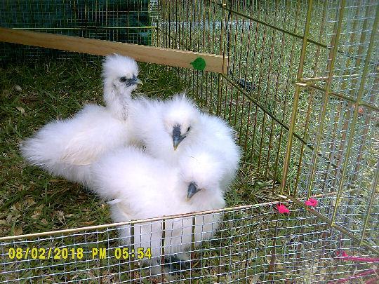 78755_silkies1.jpg