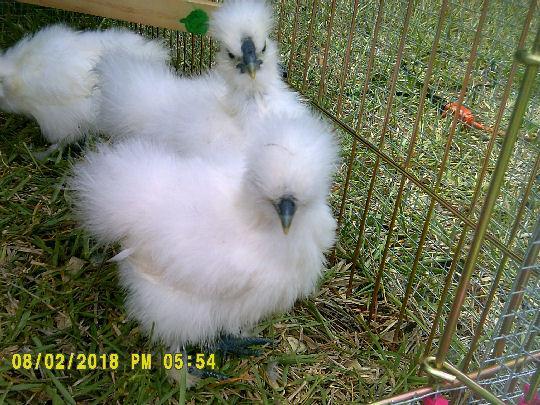 78755_silkies2.jpg