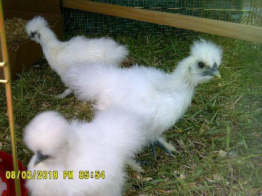 78755_silkies3.jpg