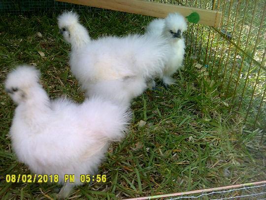 78755_silkies4.jpg