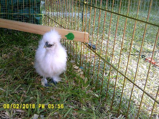 78755_silkies5.jpg