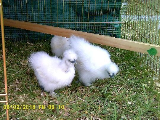78755_silkies7_2.jpg