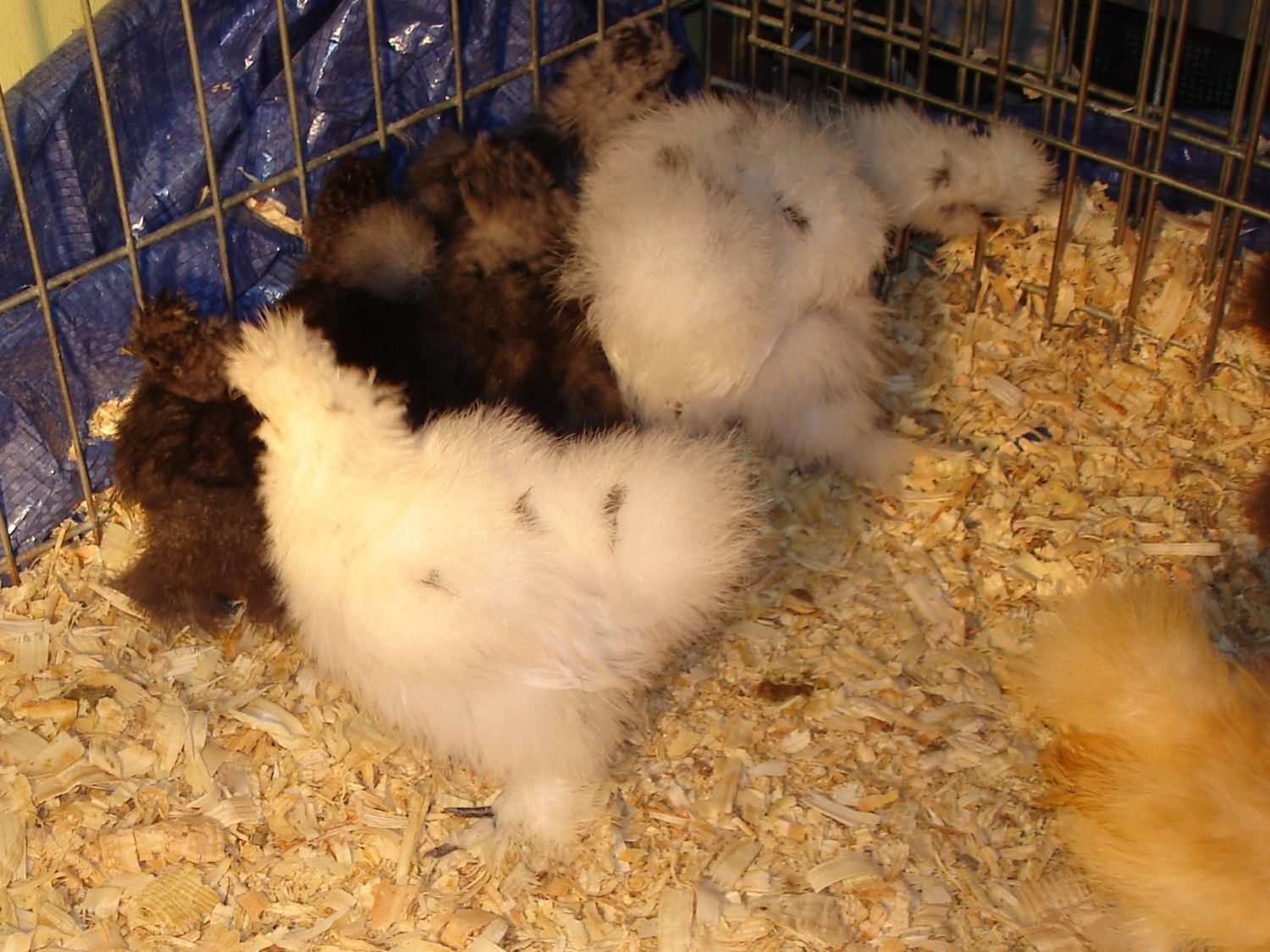 78_cochins_and_silkies_016.jpg