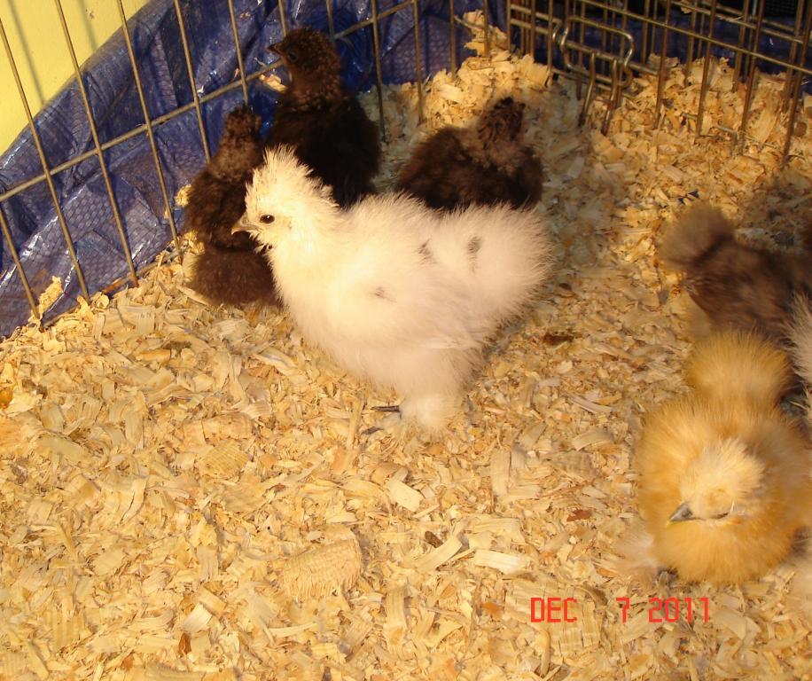 78_cochins_and_silkies_017.jpg