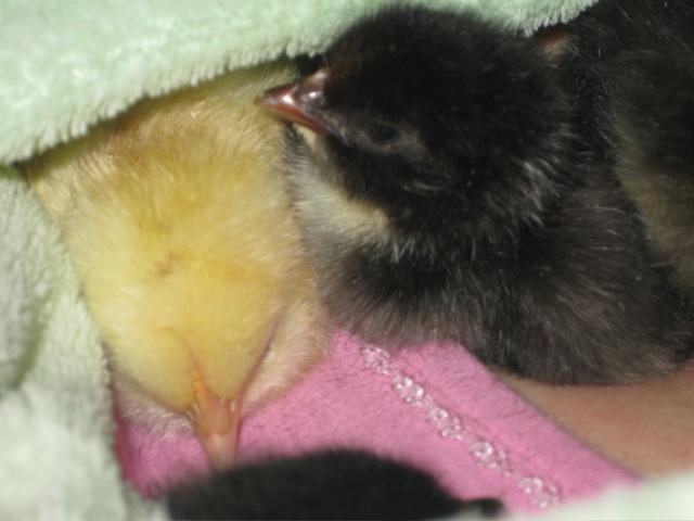 79081_brooder_me.jpg