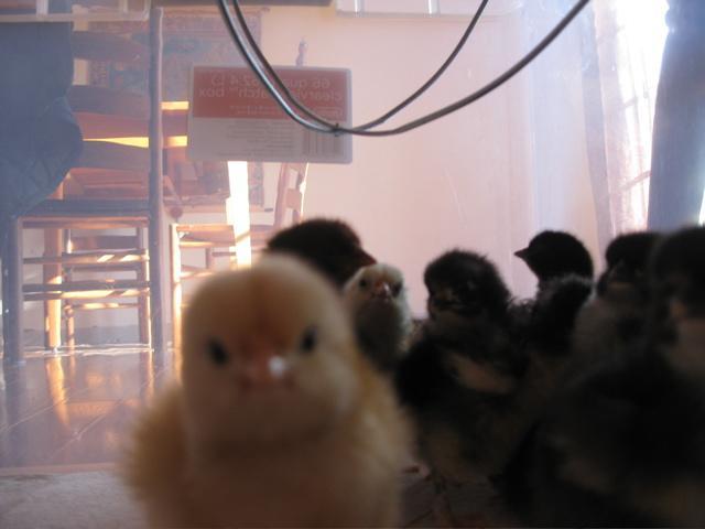 79081_curious2.jpg