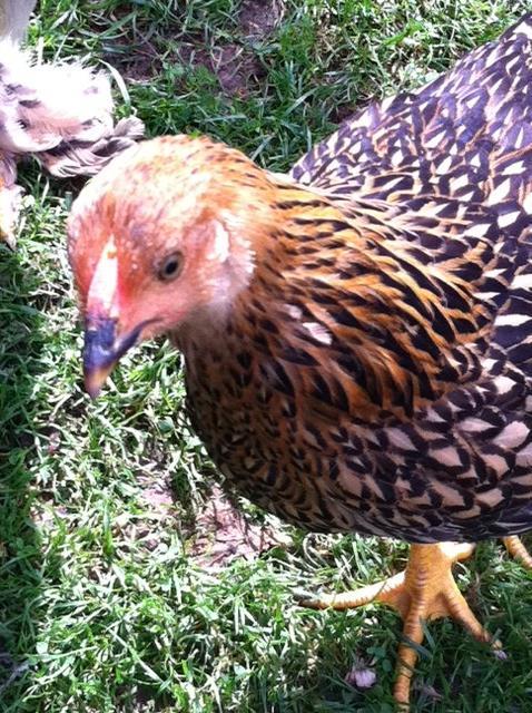 79082_speckles.jpg