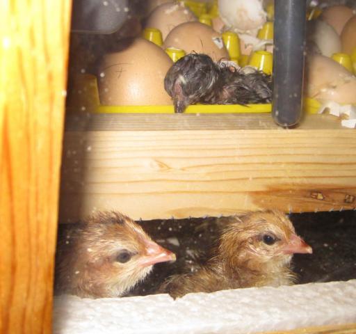 79085_chicks3.jpg