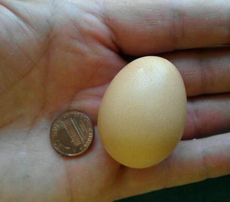 79085_first_egg.jpg