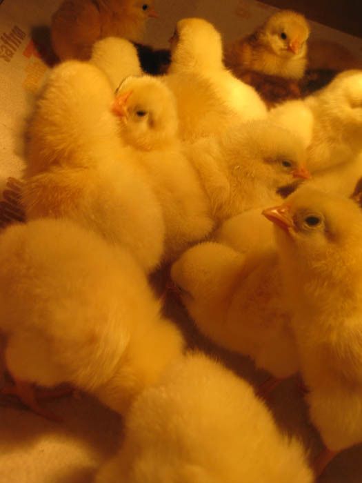 79085_harter_chicks2.jpg