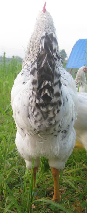 79085_no28_back.jpg