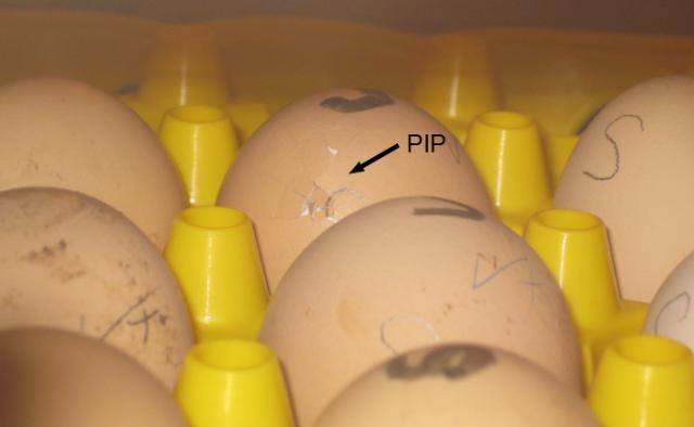 79085_pip.jpg