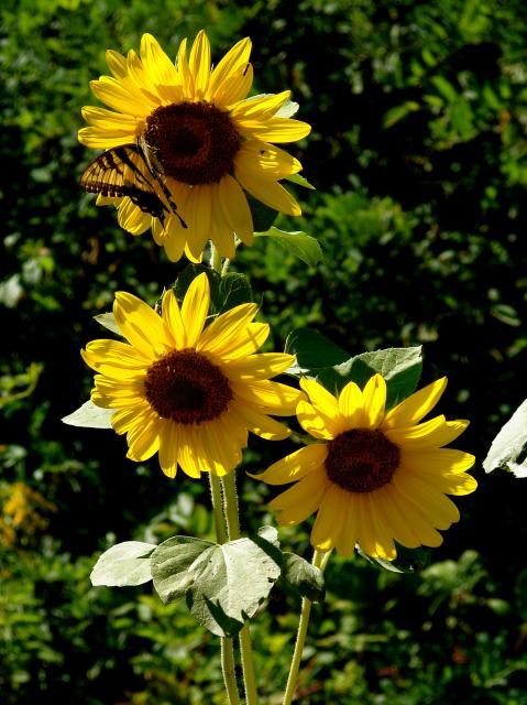 7910_dsc02489.jpg