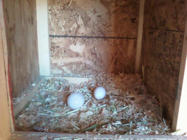 79134_egg1.jpg
