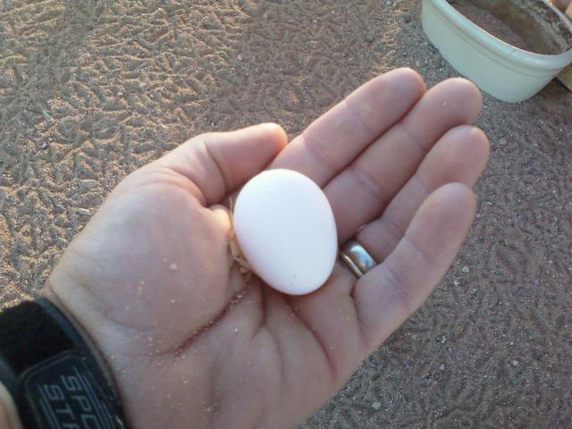 79134_egg2.jpg
