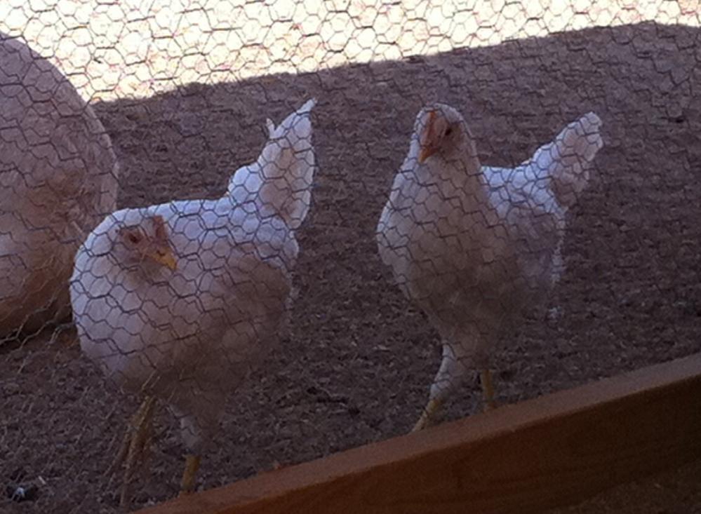 79134_leghorns9wks.jpg