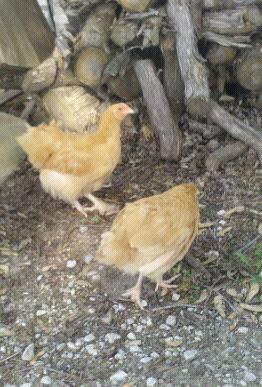 79188_chickens_004.jpg