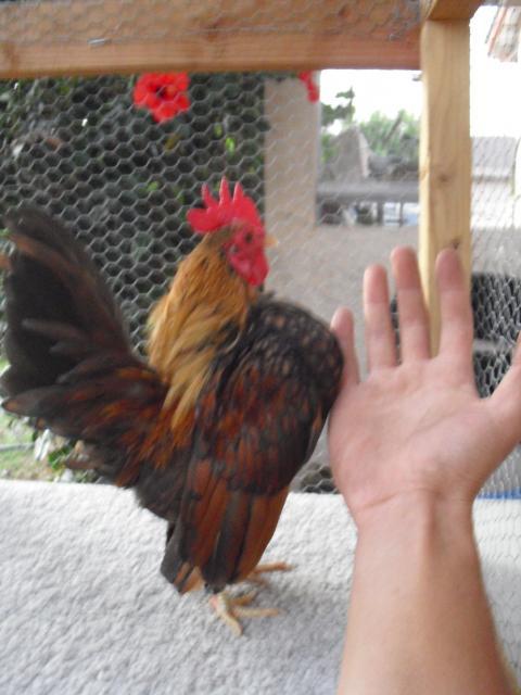 79318_cimg2162.jpg