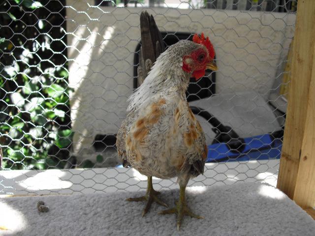 79318_cimg2171.jpg