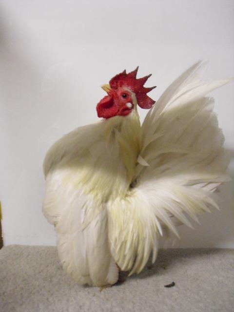 79318_cimg2186.jpg