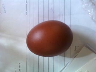 79373_chocolate_brown_egg.jpg