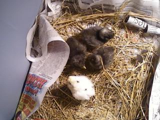 79373_silkies_4211.jpg