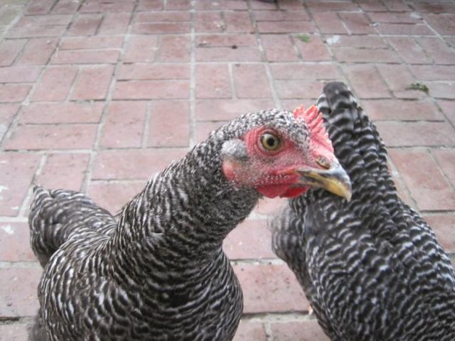 79404_bouillon.jpg