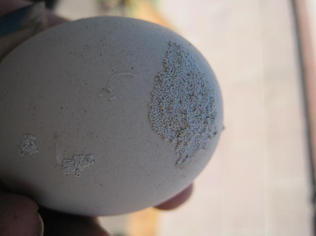 79404_deposits_on_egg_1.jpg
