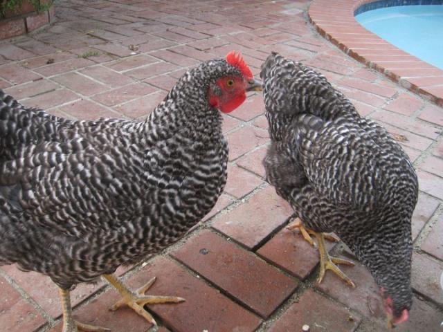 79404_nugget.jpg