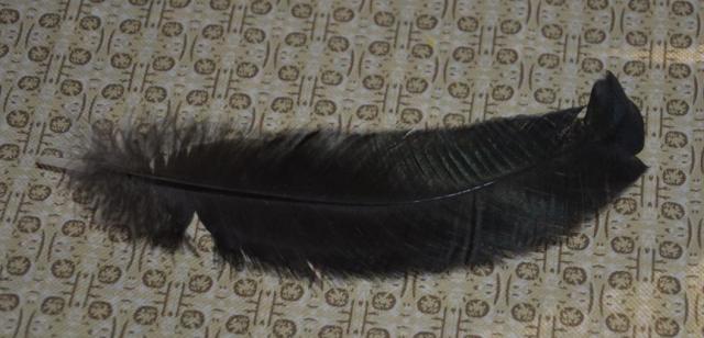 79408_feathers1.jpg