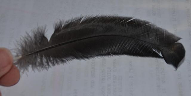 79408_feathers2.jpg