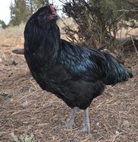 79408_jack.jpg