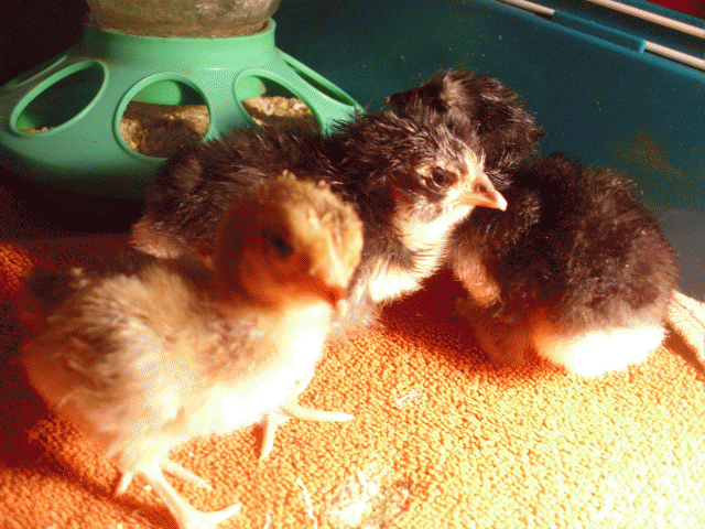 79508_hatchlings.gif