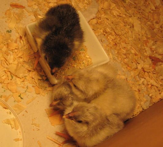 79557_chicks_01.jpg