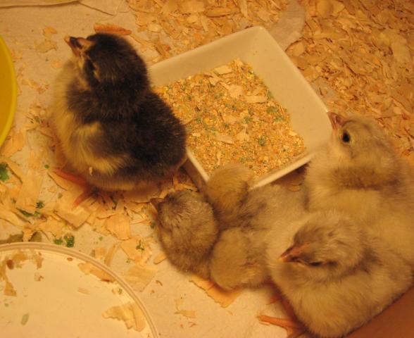 79557_chicks_02.jpg