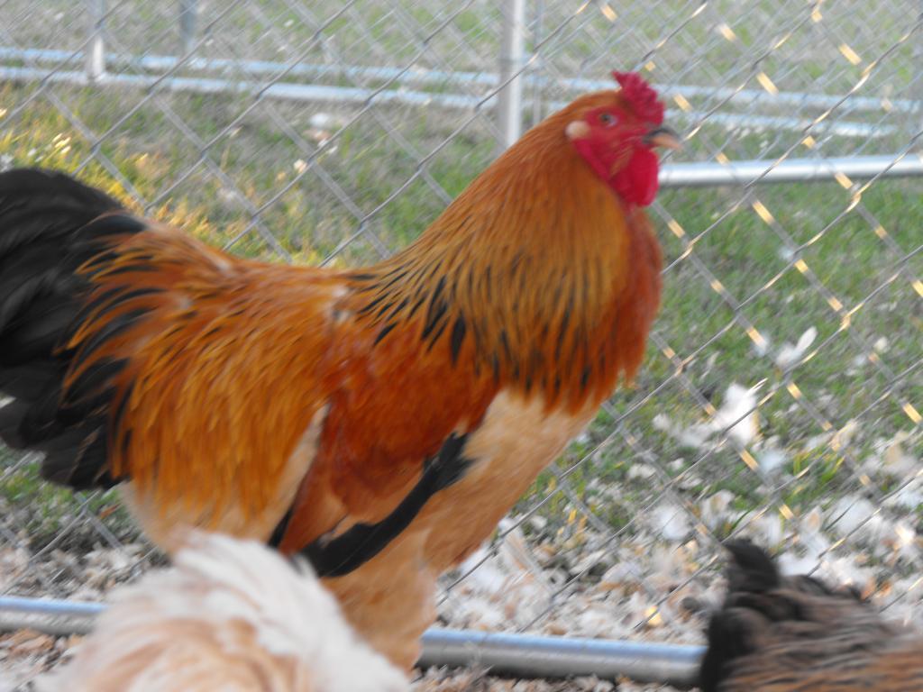 Brahma rooster anger managment.  BackYard Chickens - Learn How to Raise  Chickens