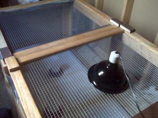 79593_brooder_1.jpg