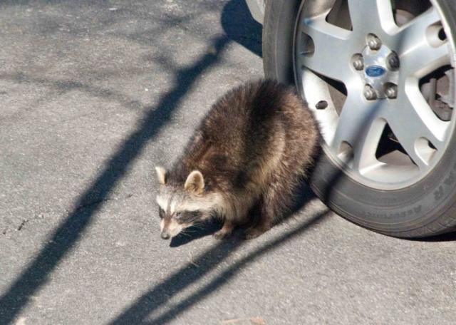 79602_coon.jpg