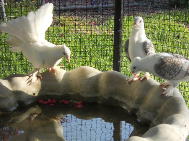 79643_dscn1324.jpg